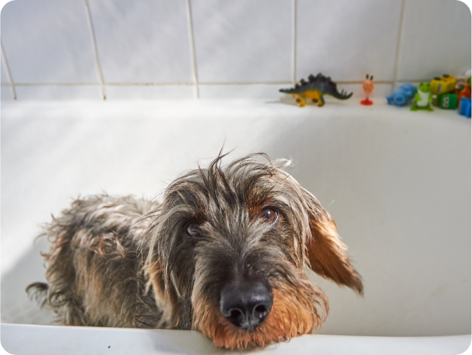 Frontline and bathing your dog hotsell